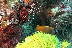 Velidhu - 2013_03_12 - IMG_0580rf_Laffe cornu ou poisson diale ou pterois a antennes - Pterois antennata_Wissaradhuni thila_Plongee